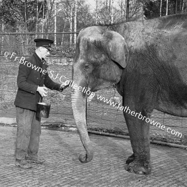 DUBLIN ZOO ELEPHANT